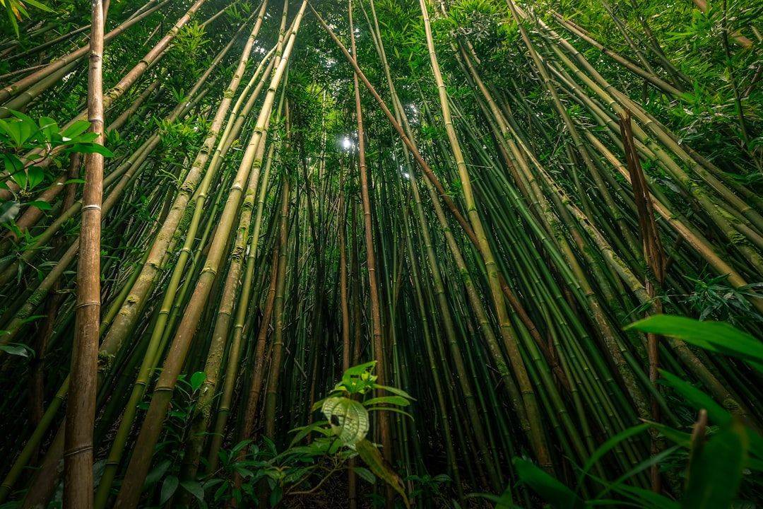 découvrez les matériaux durables qui transforment l'industrie et protègent notre planète. explorez les innovations écologiques, les avantages pour l'environnement et les applications variées des matériaux respectueux de l'environnement.